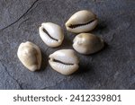 Small photo of Small sea shells called Whelk (Buzio), the scientific name Cypraea Moneta. In the past, the shell was used as a means of payment. In Brazil, the Afro-descendant Umbanda religion uses for divination.