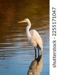 Photograph of a Great White Egret