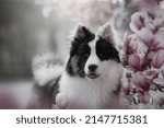 Small photo of Amazing Yakutian Laika dog breed in the spring time