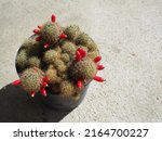 Cactus In A Pot With Red Seed...