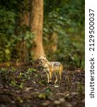 Small photo of golden jackal or Canis aureus head on closeup or portrait in natural scenic green background in winter season at dhikala zone of jim corbett national park or forest uttarakhand india