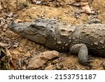 Small photo of Marsh crocodile or mugger crocodile or broad snouted crocodile portrait basking out of water at ranthambore national park forest rajasthan india asia - Crocodylus palustris