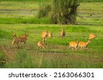 Small photo of Barasingha or Rucervus duvaucelii or Swamp deer family in group a elusive and vulnerable animal in landscape of chuka ecotourism or pilibhit national park terai forest reserve uttar pradesh india asia