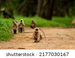 Small photo of Gray or Hanuman langurs or indian langur or monkey head on forest track with tail up in natural monsoon green at ranthambore national park forest reserve rajasthan india asia - Semnopithecus