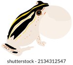 Painted Reed Frog Native To The ...