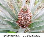 Close Up Of A Young Pineapple...
