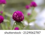Small photo of Nature photography, Beautiful unadulterated pictures, flora and fauna, floral photography