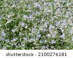 Small photo of Flowers and inflorescence of variegated Greek Valerian or Polemonium Coeruleum