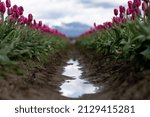 Washington State Tulips  Spring ...