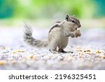 Small photo of A palm squirrel eats food. A palm squirrel. A beautiful palm squirrel in outdoor. A squirrel in the park.