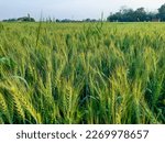 Small photo of Juicy fresh ears of young green wheat on nature in spring summer field close-up of macro. ripening ears of wheat field. Green Wheat field is blooming in the rural Indian fields. Juicy green wheat crop