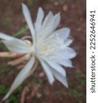 Small photo of Defocused blurry abstract background of a white fishbone cactus flower blooming in the backyard