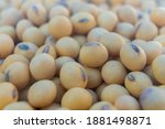 closeup yellow raw soybean... | Shutterstock . vector #1881498871