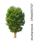 tree isolated on white... | Shutterstock . vector #1906055737