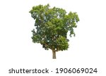 tree isolated on white... | Shutterstock . vector #1906069024