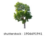tree isolated on white... | Shutterstock . vector #1906691941