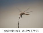 Small photo of A dragonfly sitting on a dry footstalk