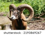 European Mouflon in close-up in a forest in Bavaria, Germany