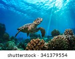 Beautiful Underwater Postcard. Maldivian Sea Turtle Floating Up And Over Coral reef. Loggerhead in wild nature habitat 