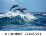 Three beautiful dolphins...