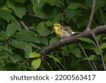 Small photo of A Townsend's Warbler in Alaska