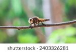 Small photo of Promachus rufipes or Giant Robber Fly genus of flies also known as the red-footed cannibalfly or bee panther, is a fierce little predator. Close up Robber Fly perched on a tree trunk