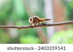 Small photo of Promachus rufipes or Giant Robber Fly genus of flies also known as the red-footed cannibalfly or bee panther, is a fierce little predator. Close up Robber Fly perched on a tree trunk