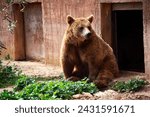 Small photo of bear, brown bear, grizzly bear, close up of bear, big, nature, wildlife, portrait, close up, scene