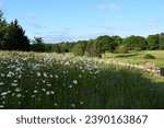 Small photo of Taplow, Buckinghamshire, England - Jun 22, 2023: Abundant Camomile and Wildflowers Flourish in an English Countryside Golf Course on a Sunny Summer Day
