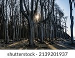 Ghost Forest Nienhagen on the Baltic Sea coast