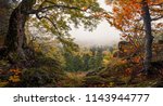 Panoramic Autumn Forest...