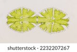 Small photo of Micrasterias, a genus of beautiful green algae from desmid group. The species probably Micrasterias apiculata. Mitosis, asexual reproduction. 400x magnification with selective focus