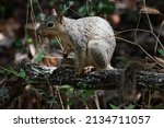 Squirrel Resting On A Log