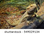 One Young Bearded Dragon In A...