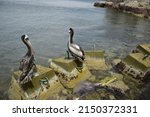 Aquatic Birds At Paracas...