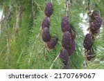Young Larch Cones On A Branch...