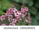 Small photo of A manuka flower found in a park flower bed. manuka myrtle, Tea tree