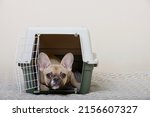 Small photo of A dog of the French Bulldog breed lies in a large plastic transport box for transporting dogs and looks warily at the camera, lying on a soft bedding.