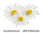Chamomile or daisies isolated...