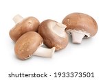Royal Brown Champignon Isolated ...