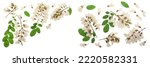 Small photo of Blossoming acacia with leafs isolated on white background, Acacia flowers, Robinia pseudoacacia with copy space for text