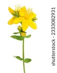 Small photo of saint john's wort or Hypericum flowers isolated on white background