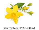 Small photo of saint john's wort or Hypericum flowers isolated on white background. Top view. Flat lay