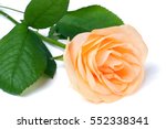Peach Rose With Leaves Isolated ...