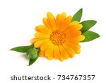 Calendula. Marigold Flower With ...
