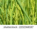 Small photo of Classification of rice plants (Oryza sativa) is a plant that belongs to the grass family (Poaceae) which is used as a staple food. Rice fruit develops in lemma and palea and has a layer called husk.