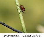 Small photo of Close-up of italian striped bug (Graphosoma italicum). This insect is also called minstrel bug or striped bug.