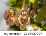 Small photo of Close-up of honesty (Lunaria annua) silvery seed pods