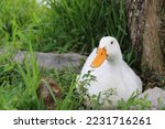 White Duck Resting In The Grass