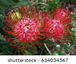 Bright Red Pincushion Protea...